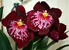 First Miltonia, need some advice *s*-img_4920-jpg