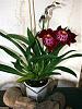 First Miltonia, need some advice *s*-img_4925-jpg