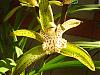 Cymbidium tracyanum-picture-297-jpg