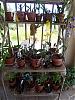 Pics of my growing area-100_0324-jpg