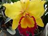 BLC Blooming-flowers-004-jpg