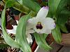 BLC Blooming-flowers-003-jpg