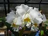 Indentify your favorite Orchid!-mothersfav-002-jpg