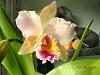 My blooming orchids and can u help identify my pink den?-fscn0262-jpg