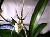 My Brassia now in bloom-brassia-bloom1b-jpg