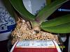 Phal crown Rot?-100_2828-jpg