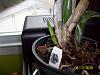 4 new orchids-100_2856-jpg