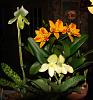 Cattleya and two Paphs in bloom-dsc04703-jpg