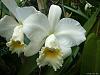 White Cattleyas-1010171-jpg