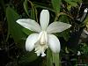 White Cattleyas-1010172-jpg