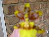 Oncidium ID please?-img_1277-1-jpg