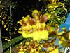 Oncidium ID please?-img_1282-1-jpg