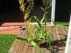 Oncidium ID please?-img_1279-1-jpg