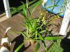 Oncidium ID please?-img_1280-1-jpg