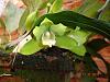 Bifrenaria inodora alba-bifr-inodora-alba-1-jpg