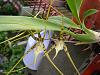 Brassia (verrucosa x arcuigera)-sany0017-jpg