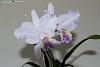 cattleya lueddemanniana 'coerulea' x sib seedling # 4-img_0262_1-jpg