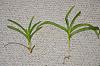 Question about vanda divisions, do they require different care than seedlings?-vanda-denisoniana-jpg