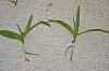 Question about vanda divisions, do they require different care than seedlings?-vanda-bensonii-jpg