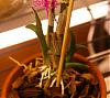 So Many Questions-orchids-019-set-3-jpg