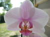 Got my first ever bloom from this phal, can anyone identify.-imgp0030-jpg