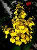 Oncidium Sweet Sugar-oncsweetsufo-jpg