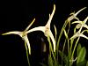 Masdevallia gutierrezii-dsc06630-1024x768-jpg