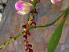 What is this weird sticky brown substance on my Aerides Lawrenciea x Odorata buds?!!!-aerides_lawrenceaxadorata_stem_3-jpg