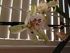 Onc NOID-orchid-onc-noid-jpg