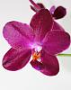 What are some of the reddest phal hybrids?-010-jpg