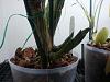 New cattleya shoots no new roots-1-jpg