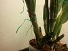 New cattleya shoots no new roots-2-jpg