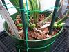 New cattleya shoots no new roots-3-jpg