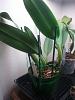 New cattleya shoots no new roots-4-jpg