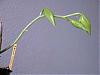 Catasetum pileatum-pileatum-oro-verde-2-jpg