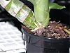 Catasetum pileatum-pileatum-2-copy-01-jpg