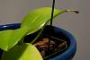 Phalaenopsis equestris - pale green leaves-img_8203-jpg