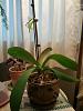 2 Phal leaves wilting, curling, spotting on flower-2012-08-17-08-01-38-jpg