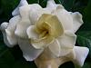 What plants do you grow besides orchids?-gardenia-jpg