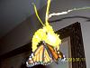 Monarch and Psychopsis-lol-019-jpg