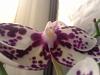Pollination: How to tell if it's a success or failure.-20130320_001808-jpg