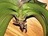 Can a phal survive if I cut off all its roots?-img_4408-jpg