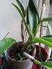 SHALL I REPOT THESE ORCHID PLANTS-20130507_072658_tampines-street-45-jpg