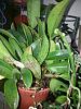 SHALL I REPOT THESE ORCHID PLANTS-20130507_072742_tampines-street-45-jpg