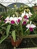 I got a Cattleya! Now what?-imageuploadedbytapatalk1370481765-578940-jpg