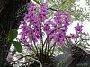 Dendrobium of my garden from Taiwan-neo_img_dsc07072-jpg