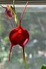 Masdevallia Redshine 'Sheila'-1002612_10201926206976001_973191888_n-jpg