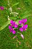 Dendrobium of my garden from Taiwan-neo_img_dsc04533-jpg