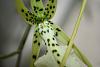 HUGE flower sized Brassia Brachiata-img_1728-jpg