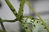 HUGE flower sized Brassia Brachiata-img_1729-jpg